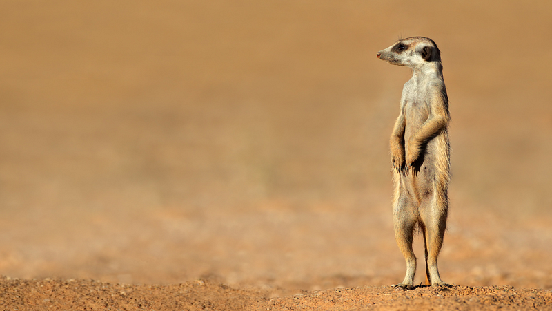 Meerkats on lookout duty