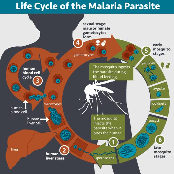 Malaria transmission and its impact on health