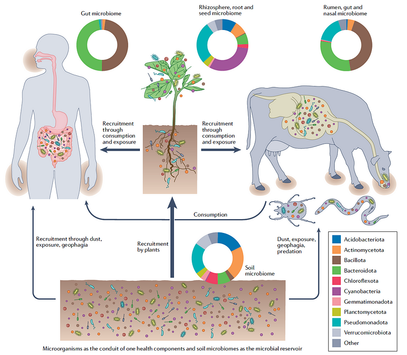 Visual representation of microbiomes