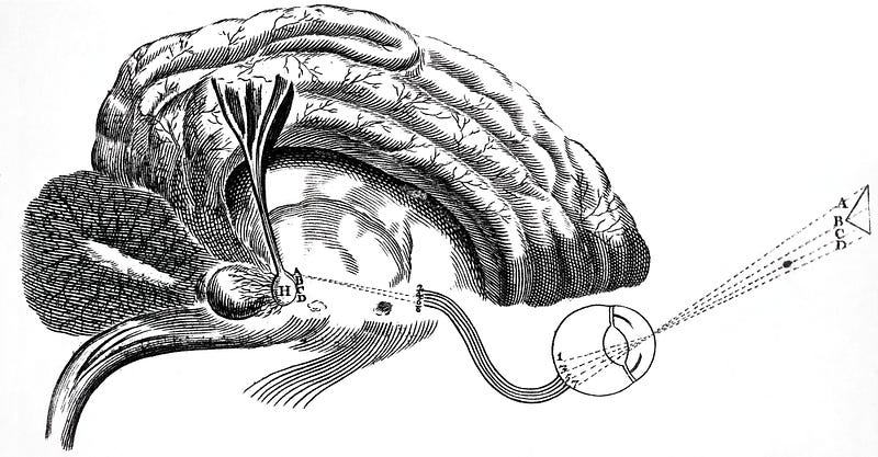 Diagram of the brain by Descartes