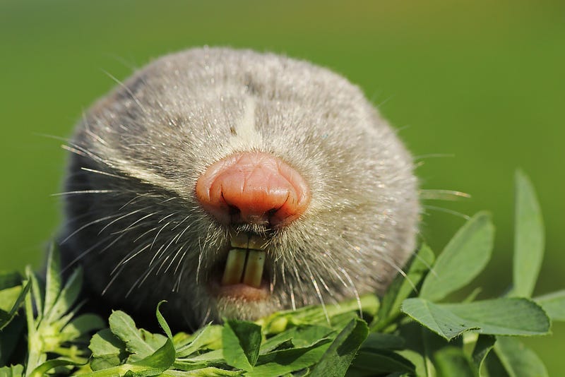 Blind mole rats showcasing their unique aging traits.