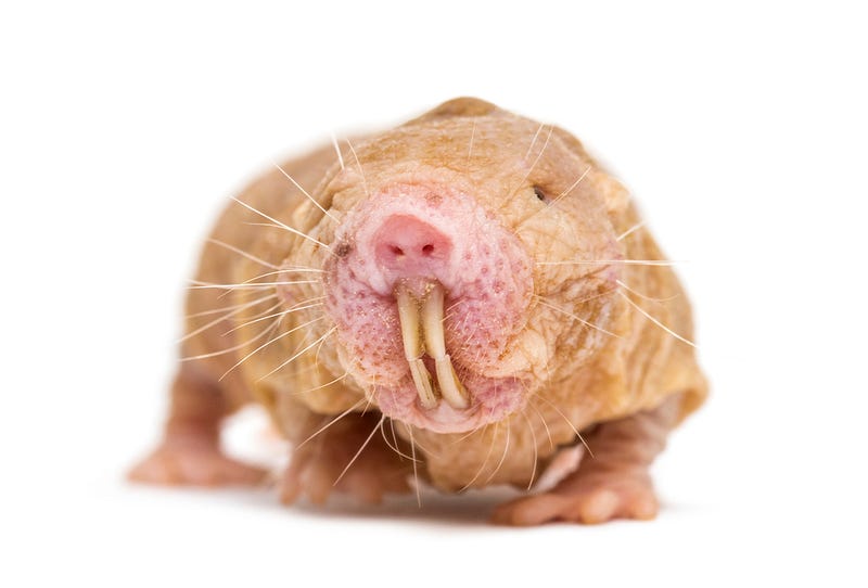 Naked mole rats, known for their longevity.