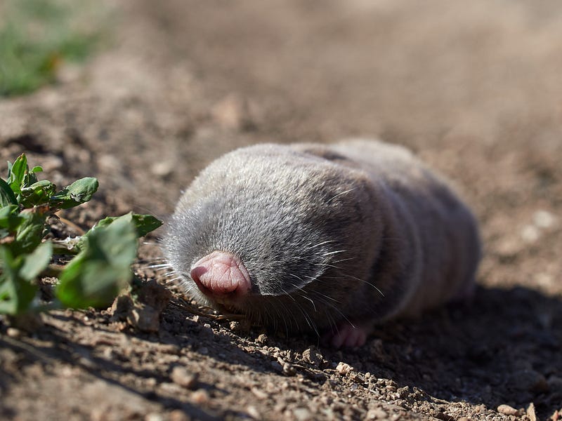 Blind mole rats, highlighting their cancer resistance.