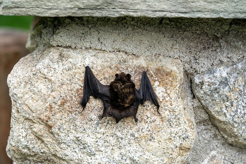 Bats demonstrating their remarkable flying skills.