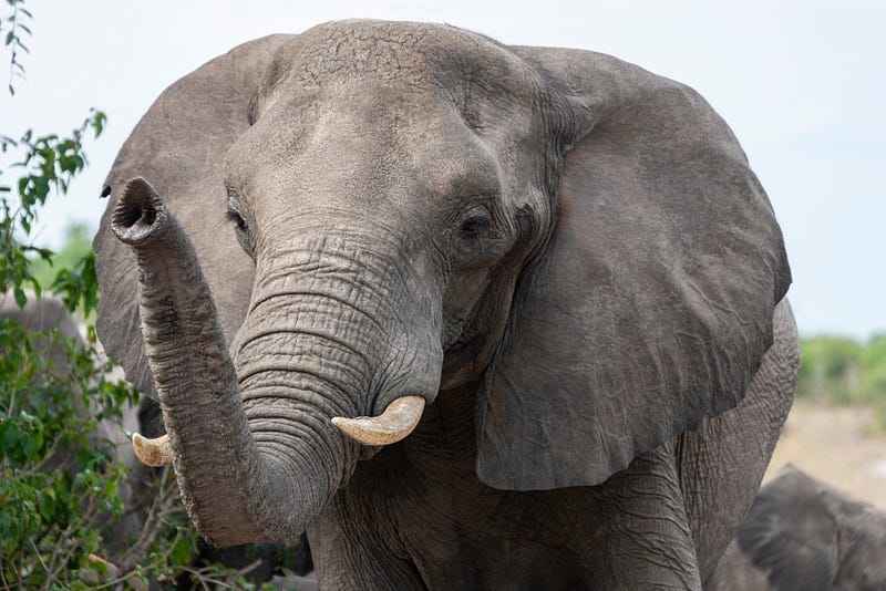 African elephants, showcasing their long lifespan.