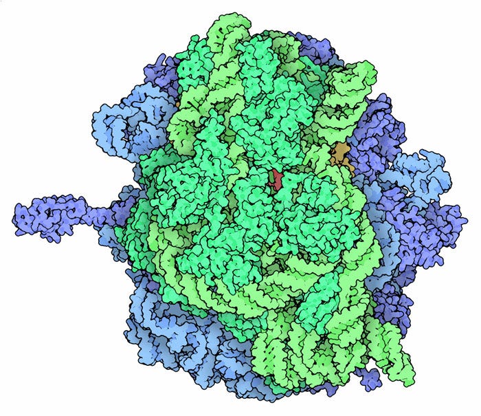 Ribosome structure and function