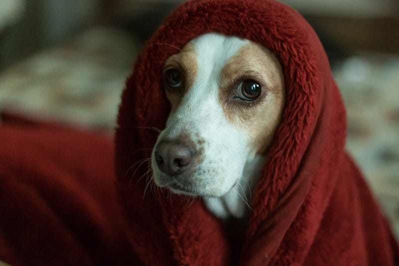 A dog finding comfort during a storm