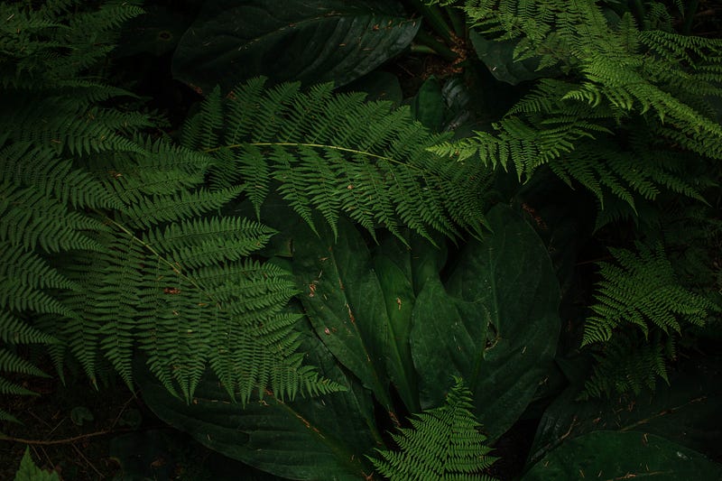 Conifer trees thriving in a drier climate