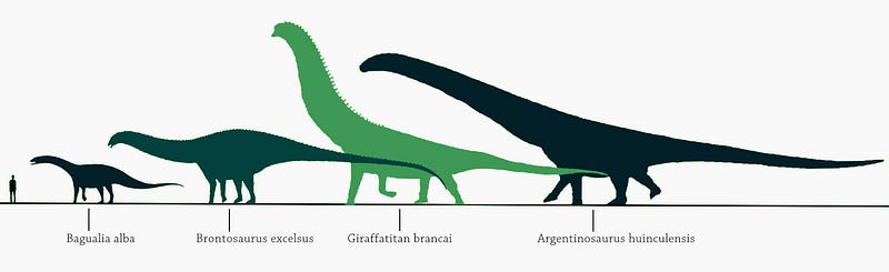 Comparison of Bagualia alba with later sauropods