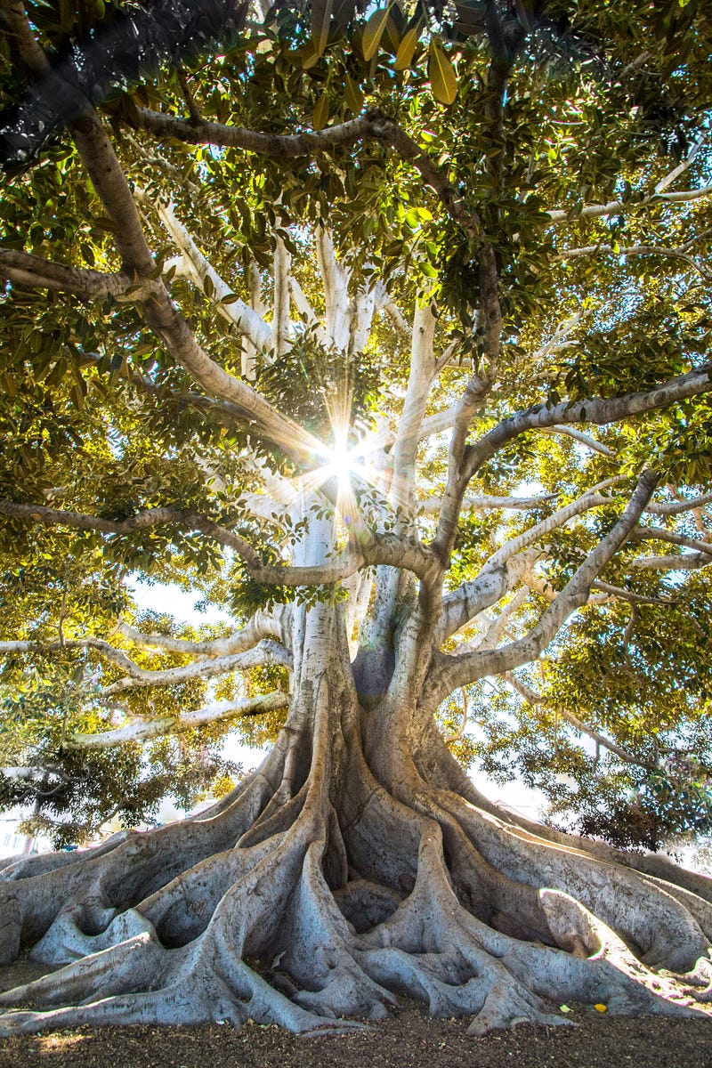 Indigenous practices in harmony with nature