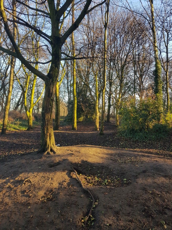 Tranquil woodland area for Tai Chi practice