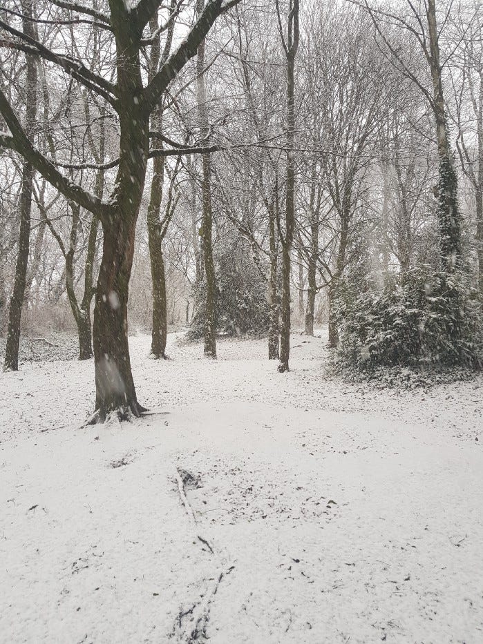 Another perspective of the serene forest environment