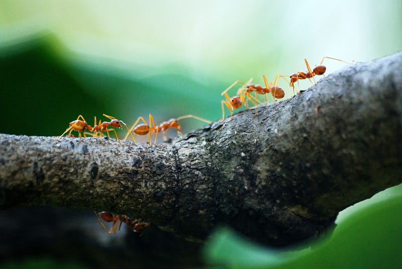 Ants foraging for food in nature