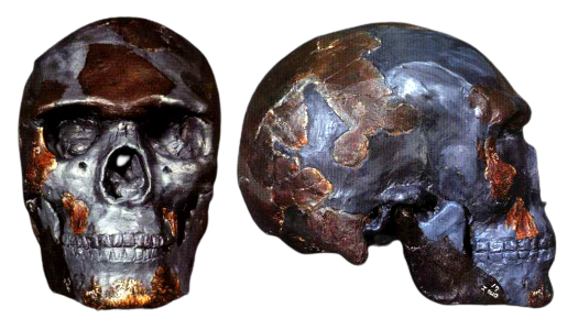 Reconstruction of the Omo I skull