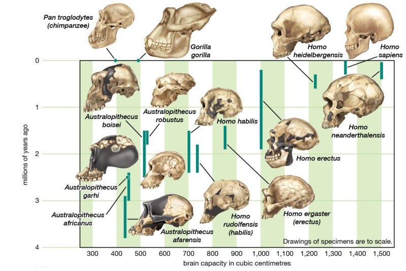 Cranial capacity of ancient humans