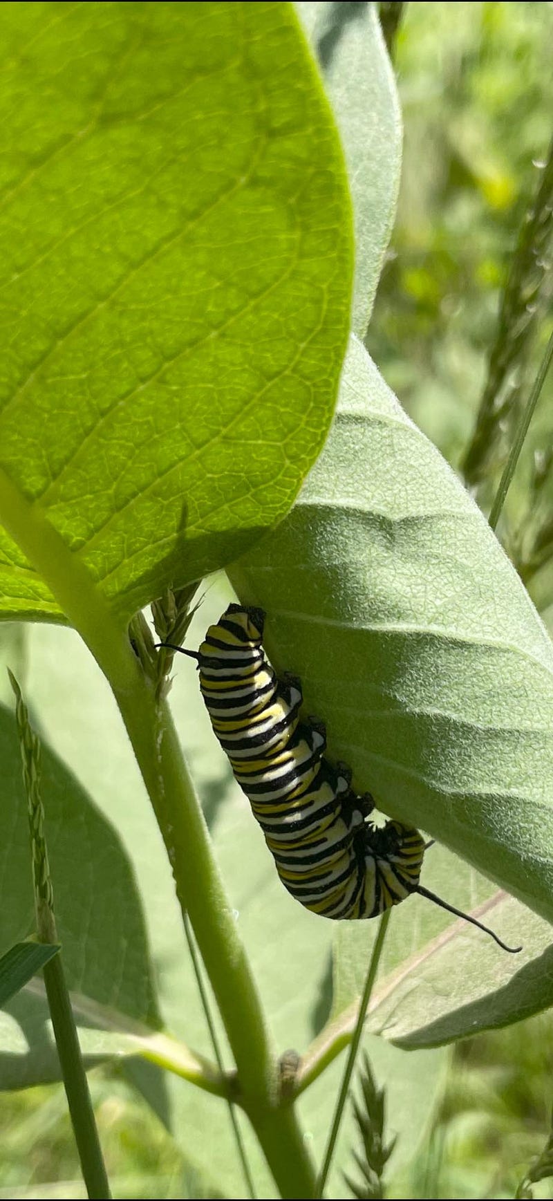 Monarch Larva on Milkweed