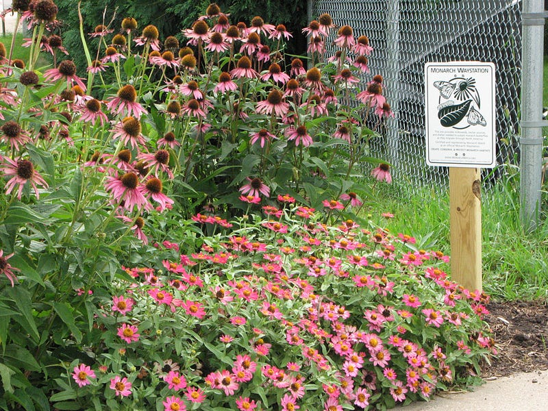 Monarch Waystation at School