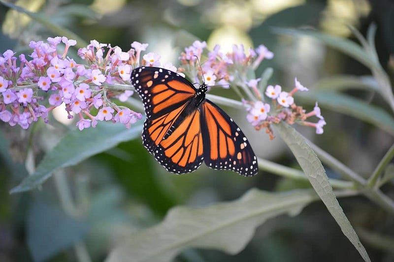 Female Monarch on Butterfly Bush