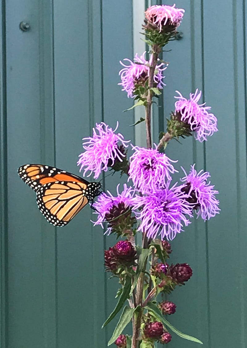 Monarch behind Barn