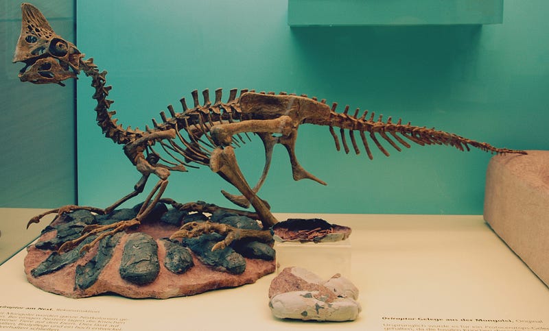 Oviraptorid skeleton and eggs at Senckenberg Museum