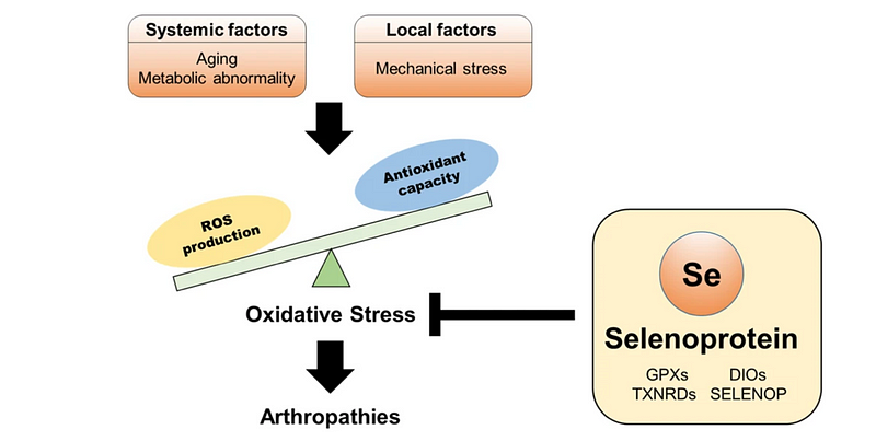 Antioxidant activity of selenium