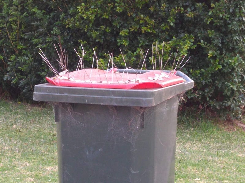 Anti-bird spikes to deter cockatoos