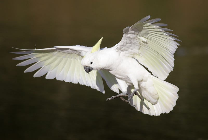 Sulphur-crested cockatoo in Sydney