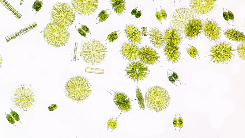 Microscopic view of diverse phytoplankton