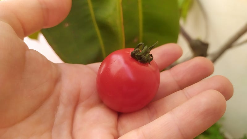 Cherry tomato under a microscope