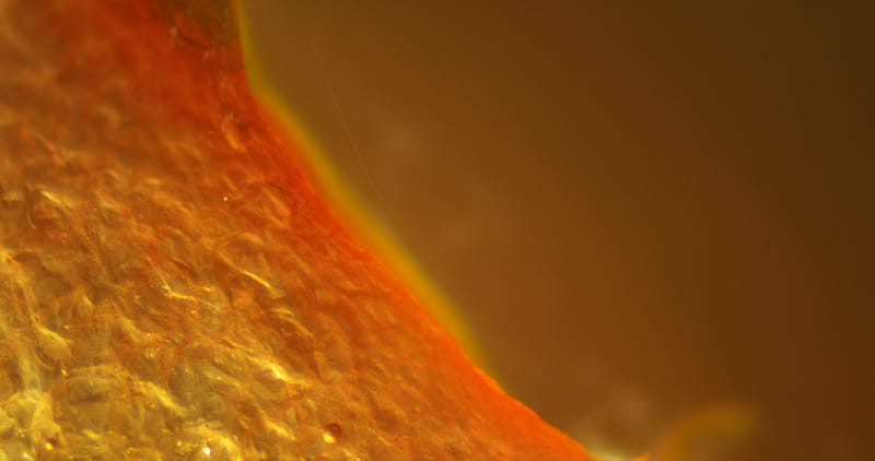 Microscopic view of tomato cell structures