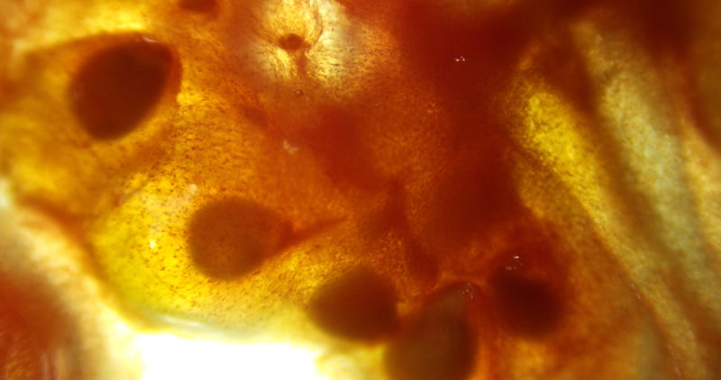 Chromoplasts in cherry tomato pulp