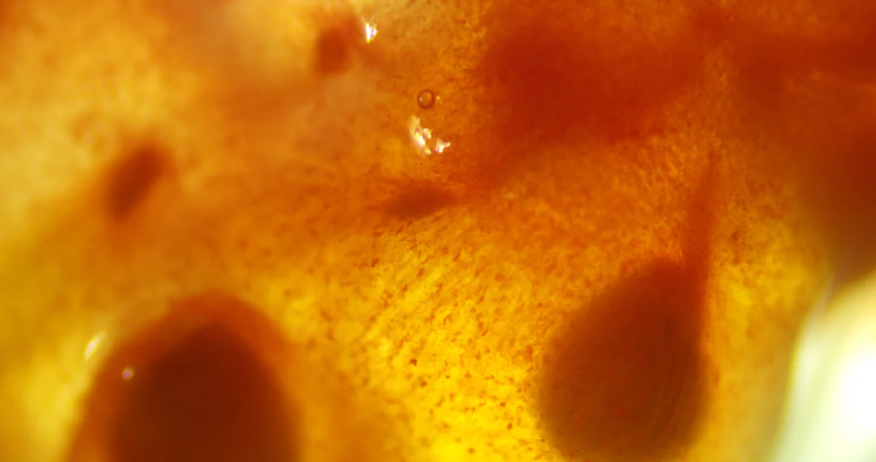 Microscopic view of tomato pulp