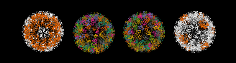 Carboxysome structure and function