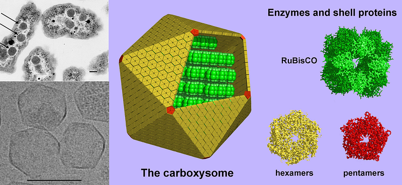 Visualization of carboxysome shell structure