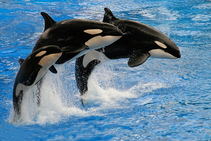 Distinctive Appearance of Orcas