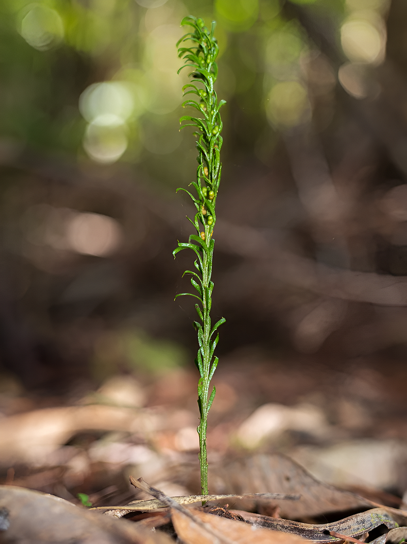 Genetic structure of Tmesipteris oblanceolata