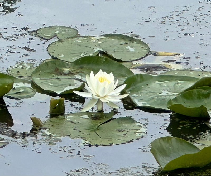 Lily Pad Symbolizing Strength and Resilience